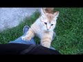 The Orange Cat Jumped Onto Me