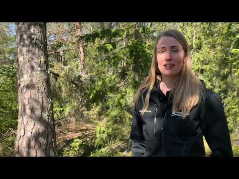 Tallticka och brandljud i Norra stadsbergets naturreservat i Sundsvall