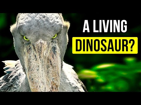 6 Prehistoric Animals That Are Somehow Still Around