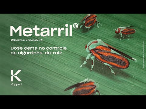 Metarril | Bioinseticida Koppert