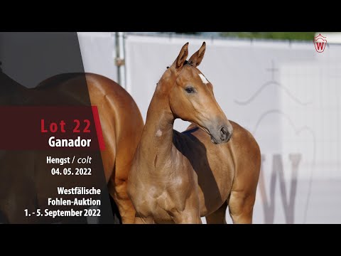 Fohlen-Auktion Lot 22 Ganador Hengst v. Grandorado TN - Heartbreaker