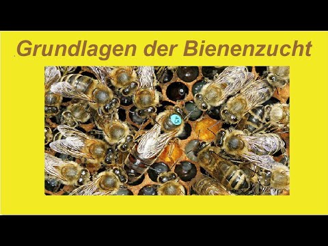 , title : 'Der Weg zu besseren, eigenen Bienen'