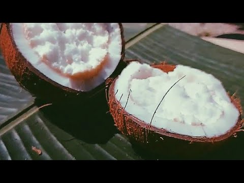 COCONUT SPROUT 🥥 🤩  | தேங்காய் பூ 😋 | Shiju Babi | #coconutsprout #Shorts #ShijuBabi