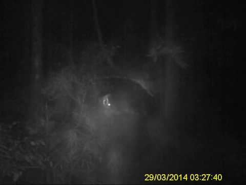 Bigfoot Australian Yowie On Tree Camera Queensland Rainforest