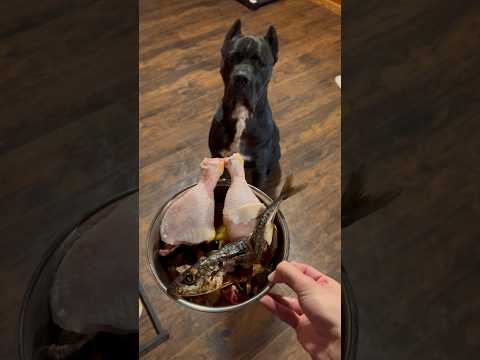 My Dogs Raw Diet | Cane Corso #shorts #canecorso #rawfed #asmr