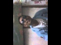 Saleem Bangladesh Suci Dlm Debu