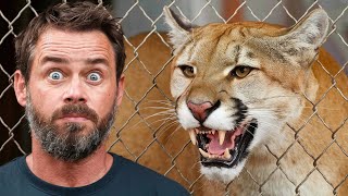 Os 10 Predadores Mais Letais do Brasil