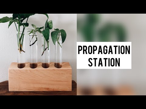 Wooden Plant Propagation Station