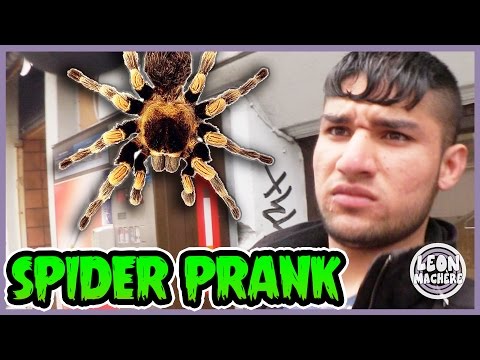 SPIDER PRANK!