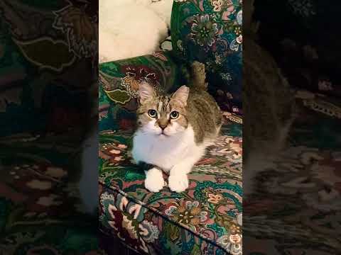 Tabby Cat Makes Silent Meow