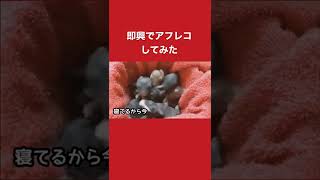 子犬可愛すぎだろ#shorts