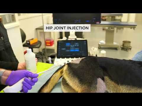 Ultrasound-guided arthrocentesis & intra-articular injections of the hip & shoulder joints in dogs