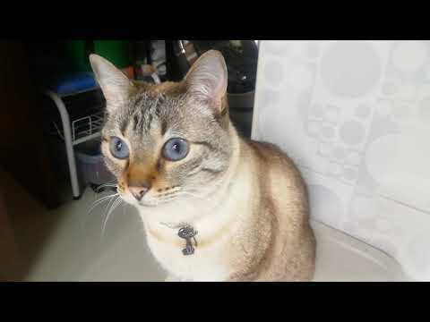 Ella dice mamá. 😍🐈