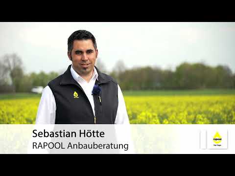 RAPOOL: DAKTARI - Stark wie ein Löwe