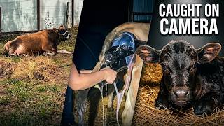 Birth Against All Odds | Calf Arrives During Our Crisis