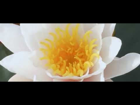 Talk Talk - Eden (Full Length Version) 1920x800 60fps 5.1 Audio