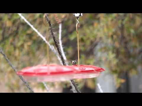 Lucifer Hummingbird