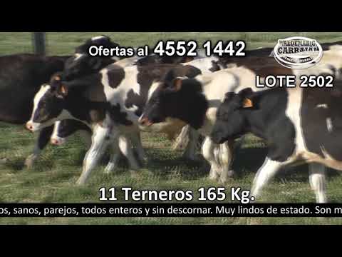Lote 11 Terneros 11 HO 165kg -  en Colonia Fernandez Crespo - a 12 km de R 1 km 85