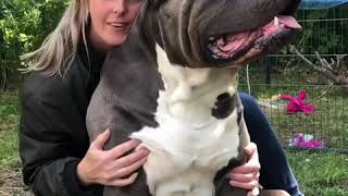 Sumo the biggest Bully in Sweden