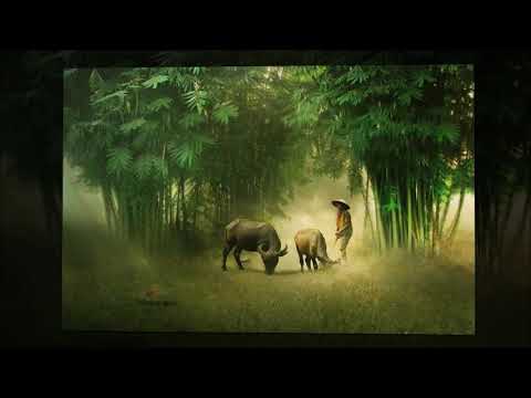 Thôn Vỹ Dạ - Nam Vĩnh