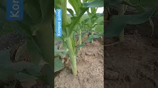 Download lagu fertile corn plants with weed fertilizer #planting #corn #organic fertilizer #viralshort mp3