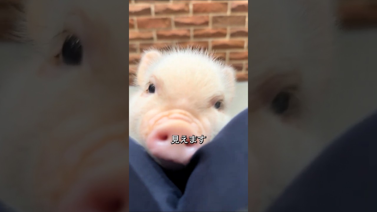 ミニ豚が存在しない理由