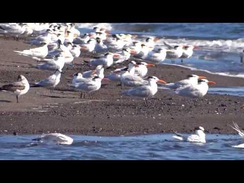 Clip Aves de El Salvador