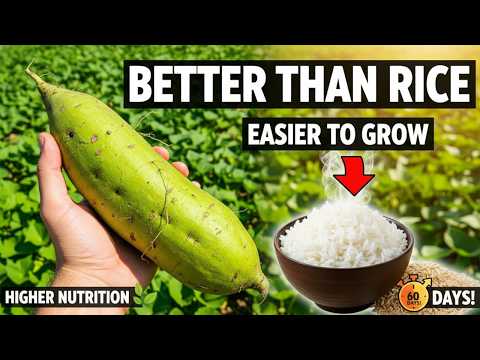 Famine Food: 60-Day Crop Beats Rice - Easy, Nutritious