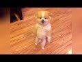Get ready for LAUGHING SUPER HARD - Best FUNNY DOG videos