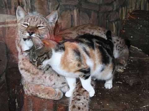 Cats - Mungojerrie and Rumpleteazer(norwegian)