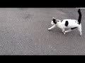 Jessica Molaskey - Everybody Loves Louis - Sunday in the PSGE with Cats (2)