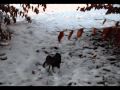Tregoyd Journeyman In The Snow