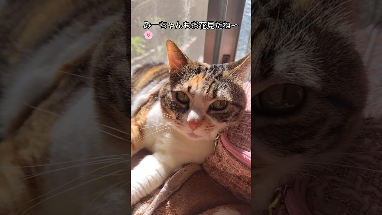 ぽかぽか陽気みーちゃんのお花見　#子猫#保護猫#猫のいる暮らし