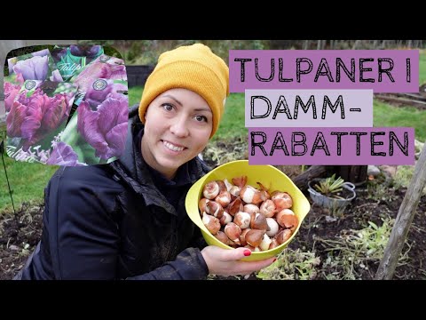 Jag sätter tulpanlökar i dammrabatten - förberedelser inför vårens blomning