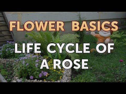 How to Get More Canna Lily Blooms