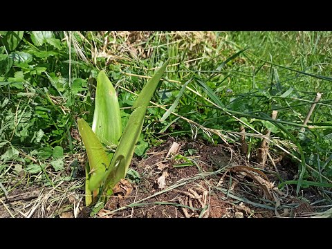 Amaryllis: Der ultimative Überlebenskünstler im Winter