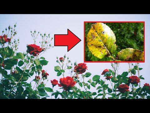 Sternrußtau an Rosen bekämpfen, behandeln & vorbeugen - Rose hat gelbe Blätter braune dunkle Flecken