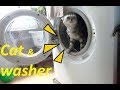 Funny Cats In The Washing Machine Cat Vs Washer Videos 2017 Meo Cover Home