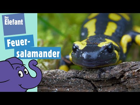 Wie leben Feuersalamander? | Der Elefant | WDR