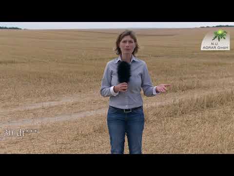 98. Feldexkursion: erste Erträge der Ernte 2018 - NU Agrar, 11.07.2018