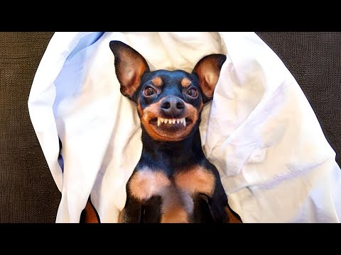 Miniature Pinscher 🌟 King of the Small Dogs!
