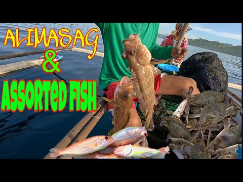 vlog395- Alimasag and Bisugo Catch & Cook Part 1