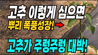 고추 이렇게 심으면 뿌리 폭풍성장! 고추가 주렁주렁 달려 대박납니다!