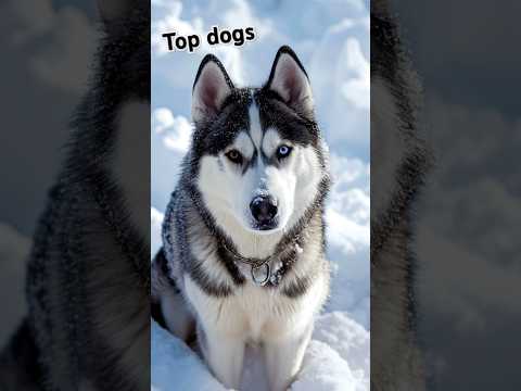 Top 10 dogs 💪🐕 #dog #lifeisbutadream #dogs #shortsfeed #shorts #viralvideo #popular