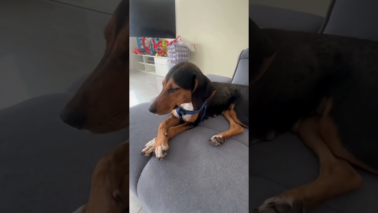 Adel, a ADOPTABLE mixed breed in Morristown, NJ video 5/6