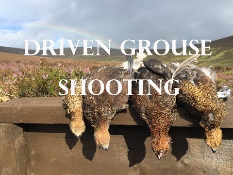 Driven Grouse Shooting, Andy Meets the Team.