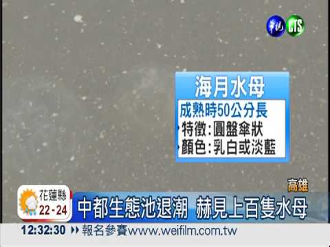 生態池驚見水母 好奇觸摸恐中毒