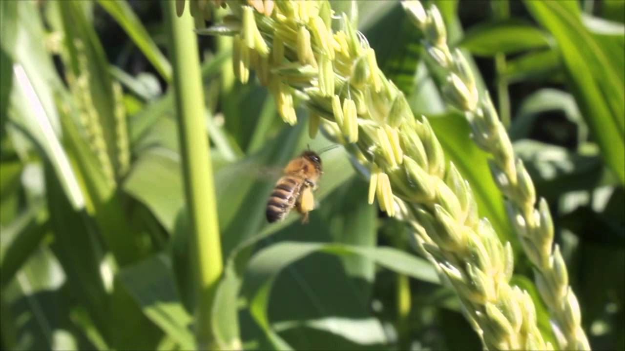 Honeybee pollination of corn