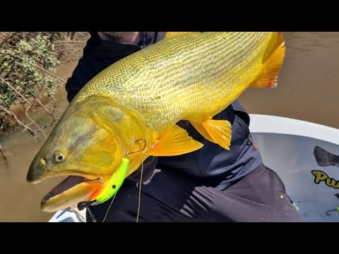 Dorados xxxl COLON E.R  2026 PRIMAVERA. #pesca #fishing #pescaesportiva #pescaria 