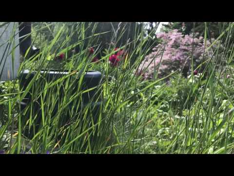 Värsta ogräset som dödar annat växande -och så här får du bort det